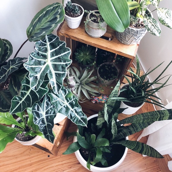 Meet The Seller! ✌🏼🌹 - Picture 6 of 9